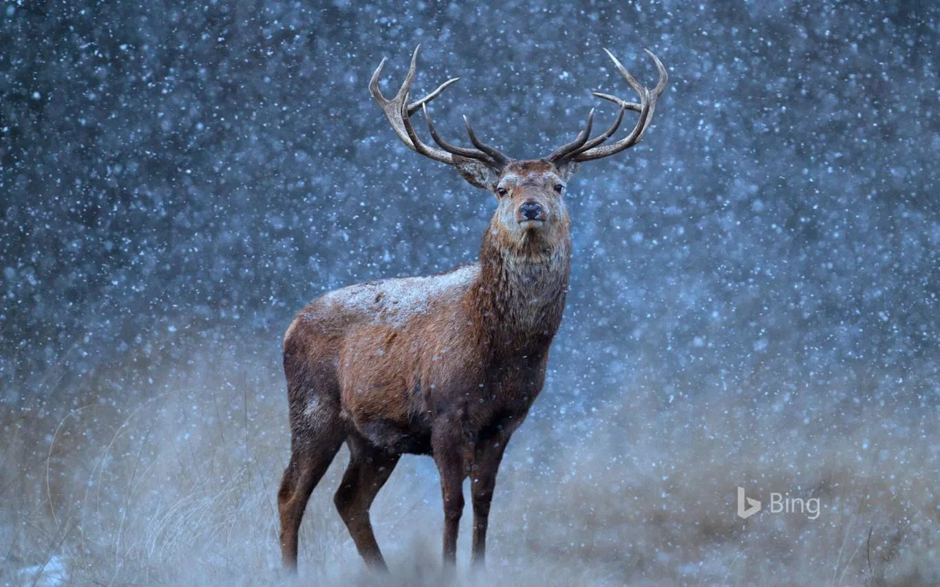 Bing Animals screenshot 4