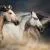 Running Horses