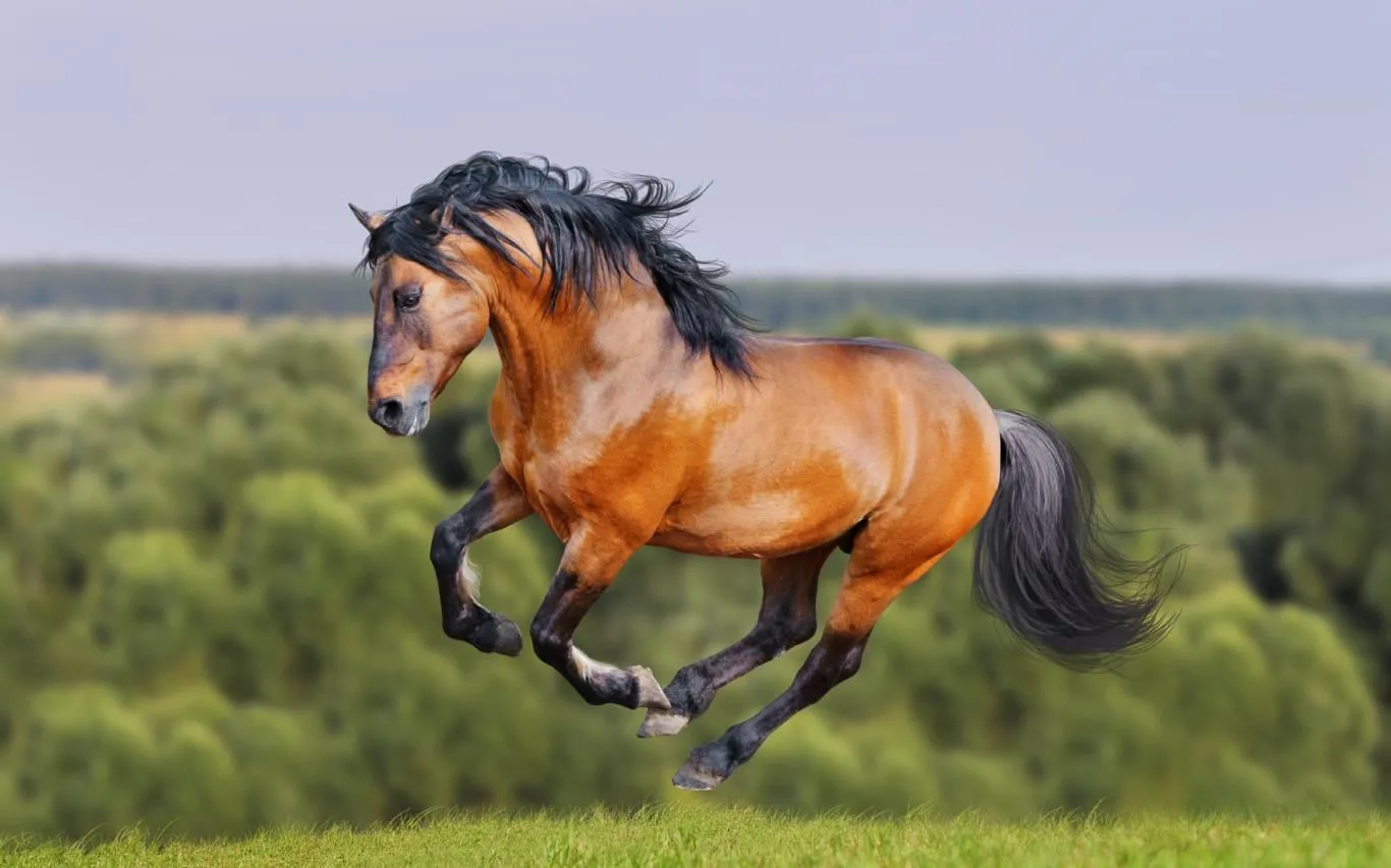 Running Horses screenshot 1