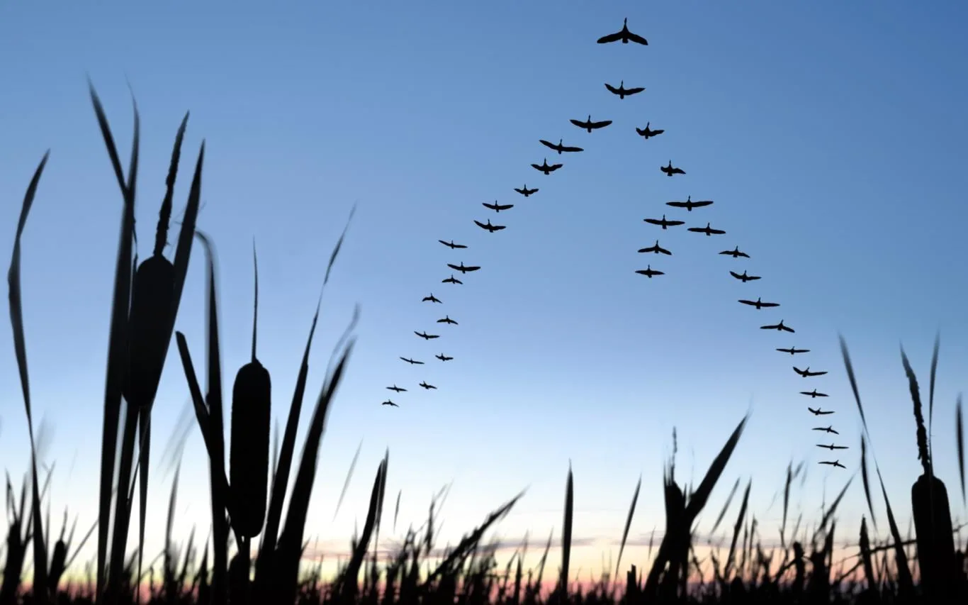 Migration screenshot 4