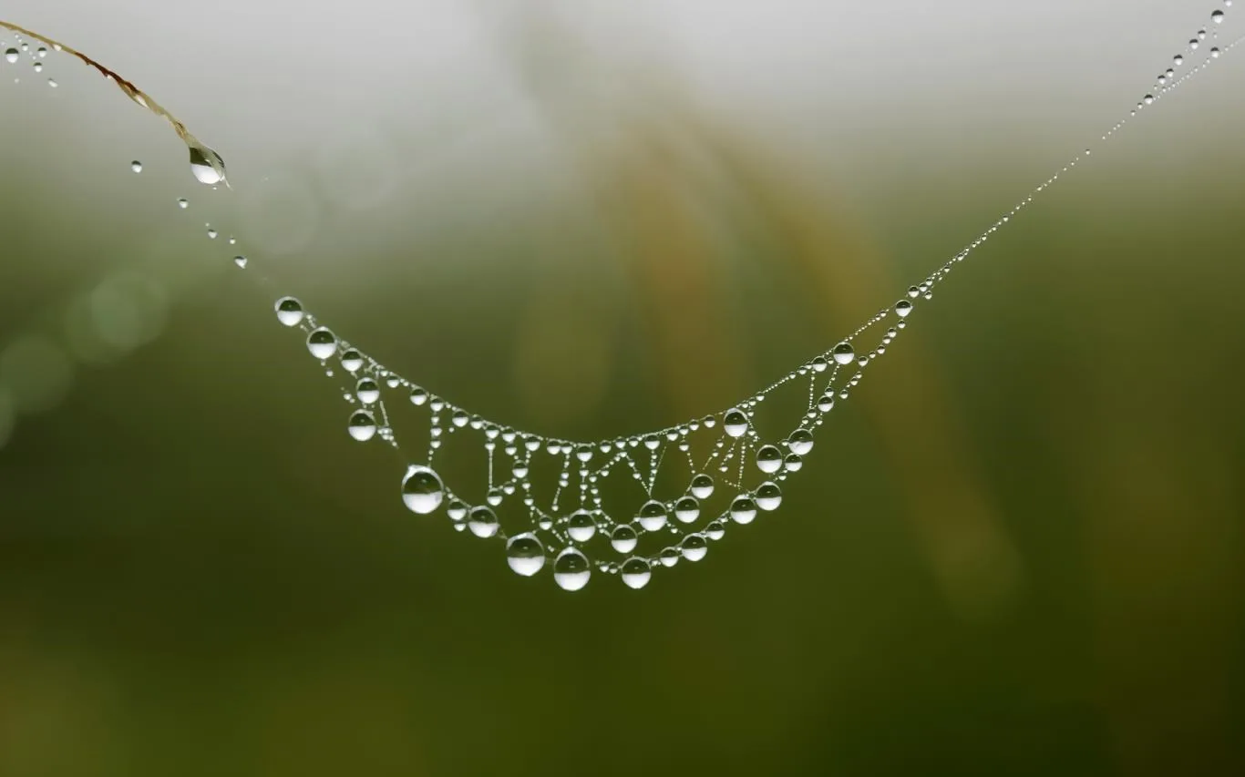 Cobwebs screenshot 2