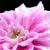 Fantastic Flowers by Chris Chung