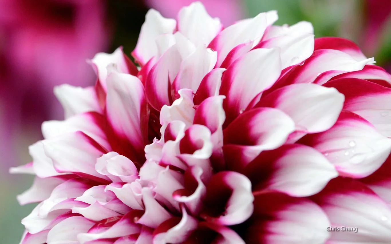 Fantastic Flowers by Chris Chung screenshot 1