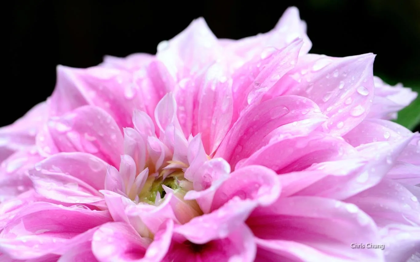 Fantastic Flowers by Chris Chung screenshot 2