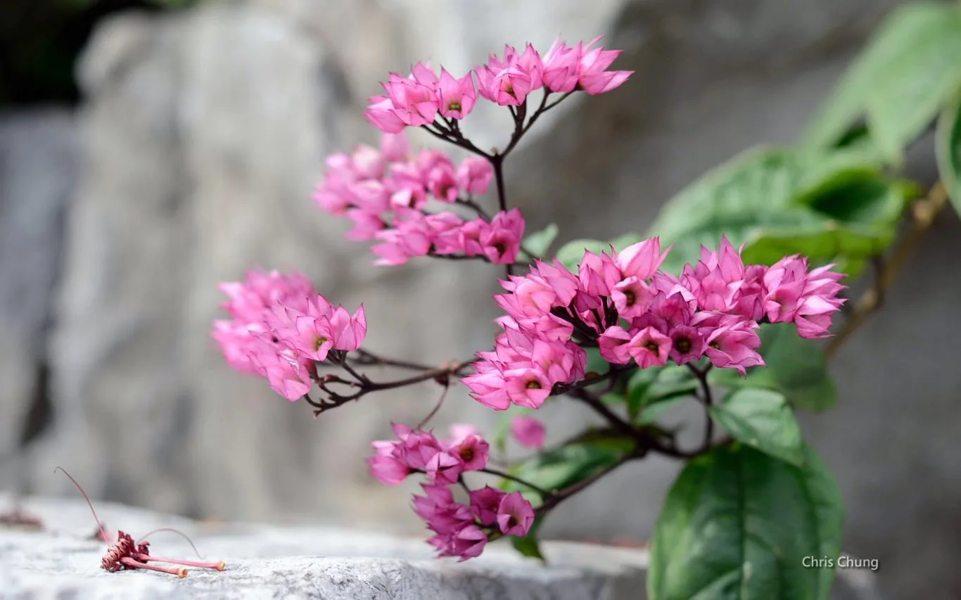 Fantastic Flowers by Chris Chung screenshot 3