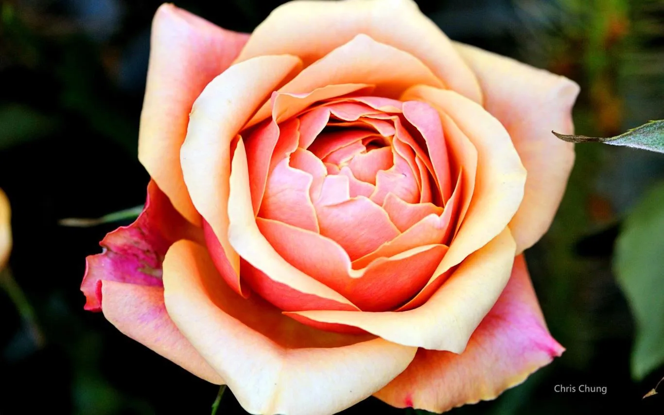 Fantastic Flowers by Chris Chung screenshot 4