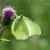 Butterflies of Germany by Thomas Freiberg