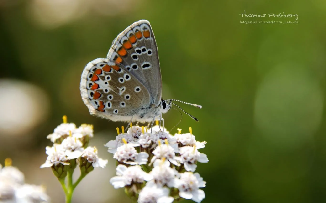 Butterflies of Germany by Thomas Freiberg screenshot 1
