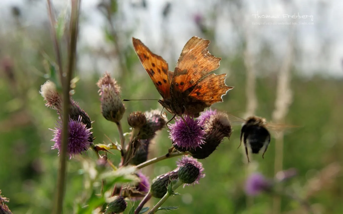 Butterflies of Germany by Thomas Freiberg screenshot 2