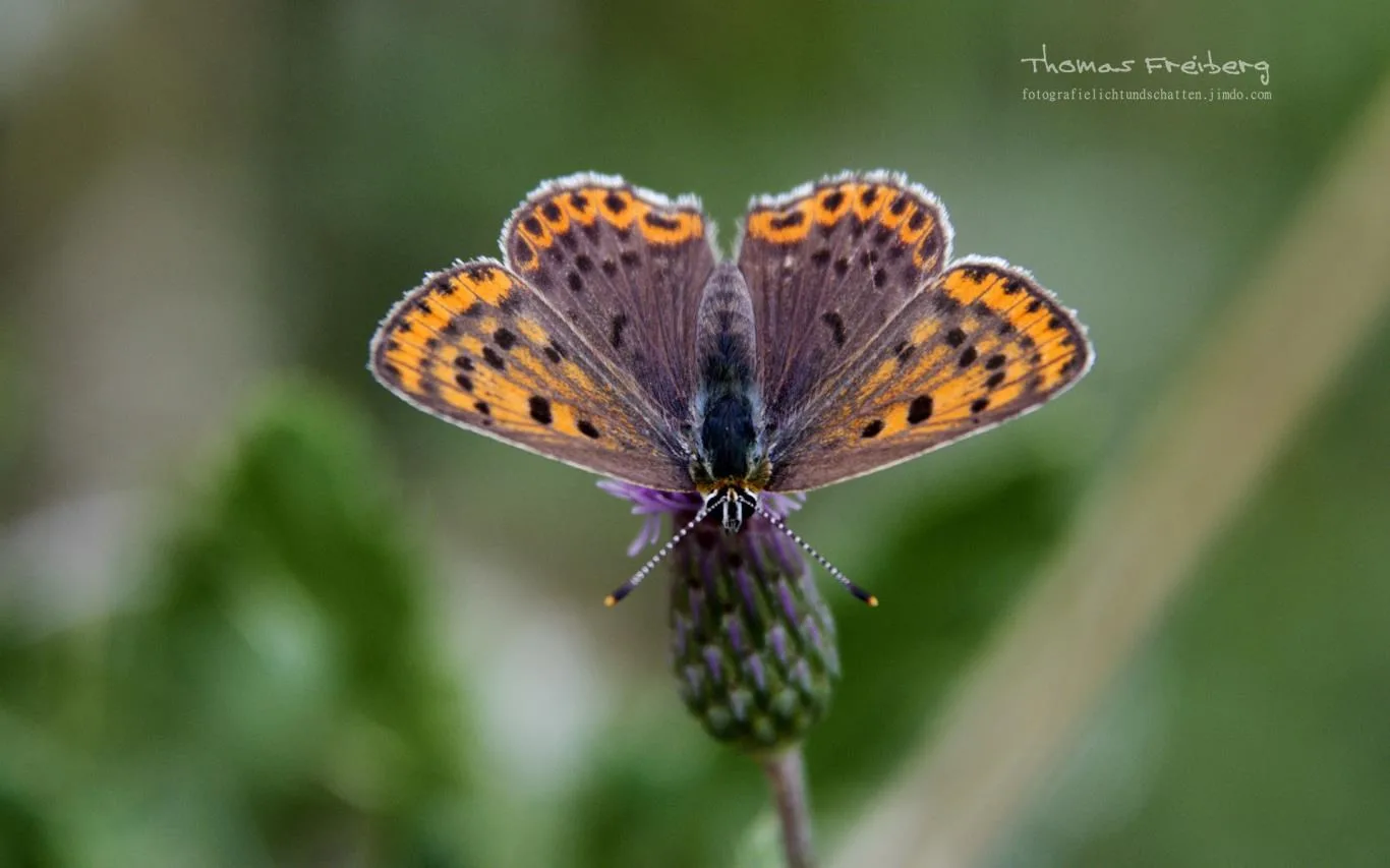 Butterflies of Germany by Thomas Freiberg screenshot 3