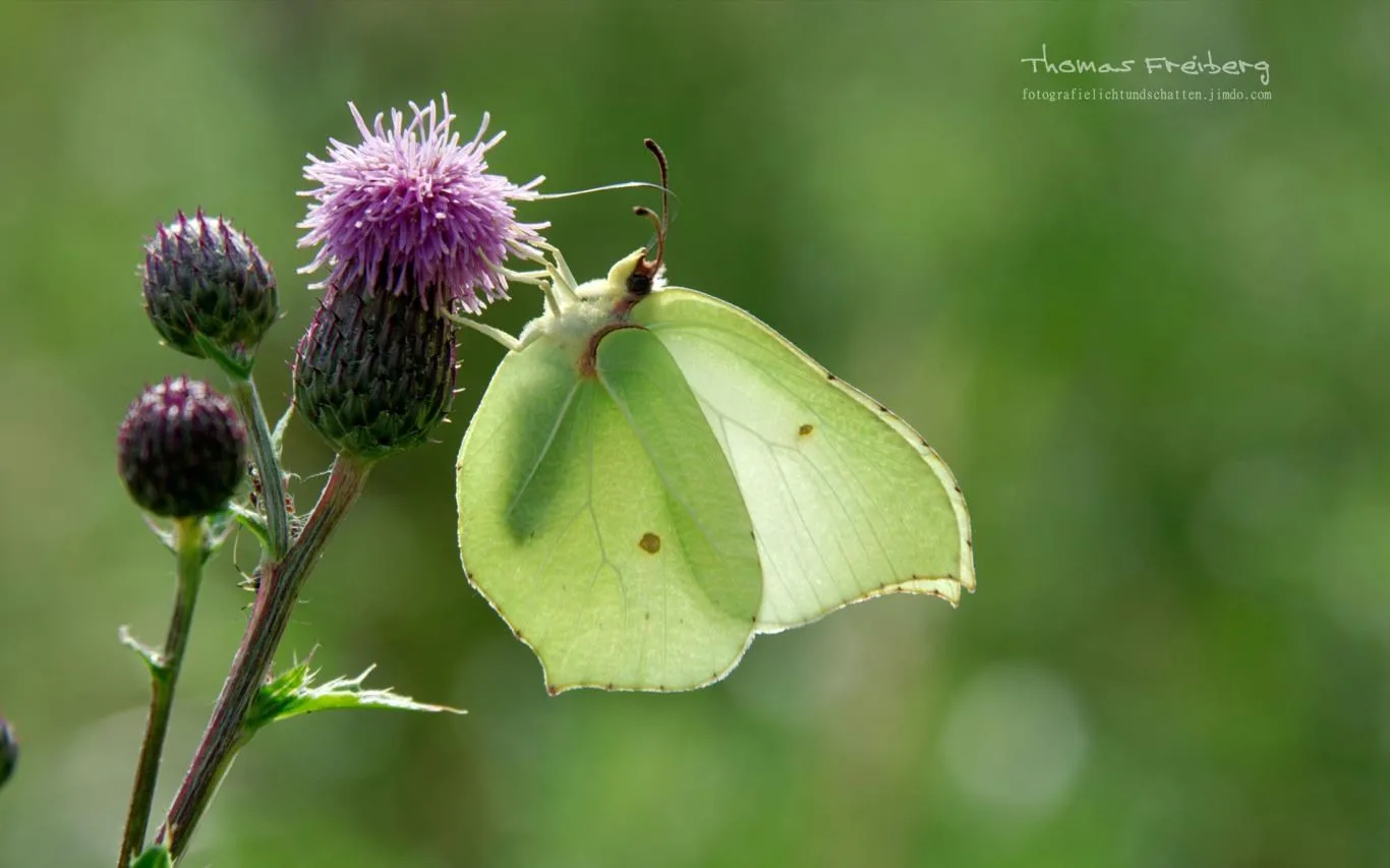 Butterflies of Germany by Thomas Freiberg screenshot 4