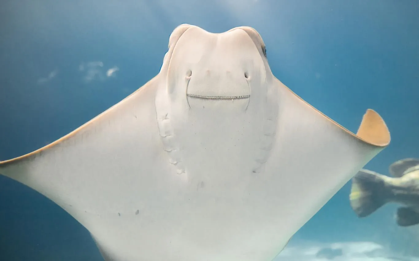 Smiling Creatures screenshot 4