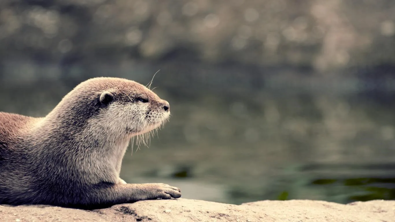 Otters screenshot 1
