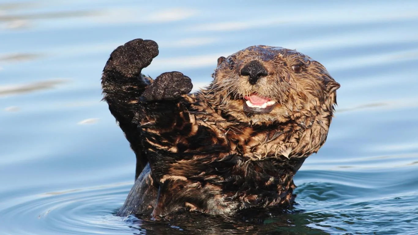 Otters screenshot 2