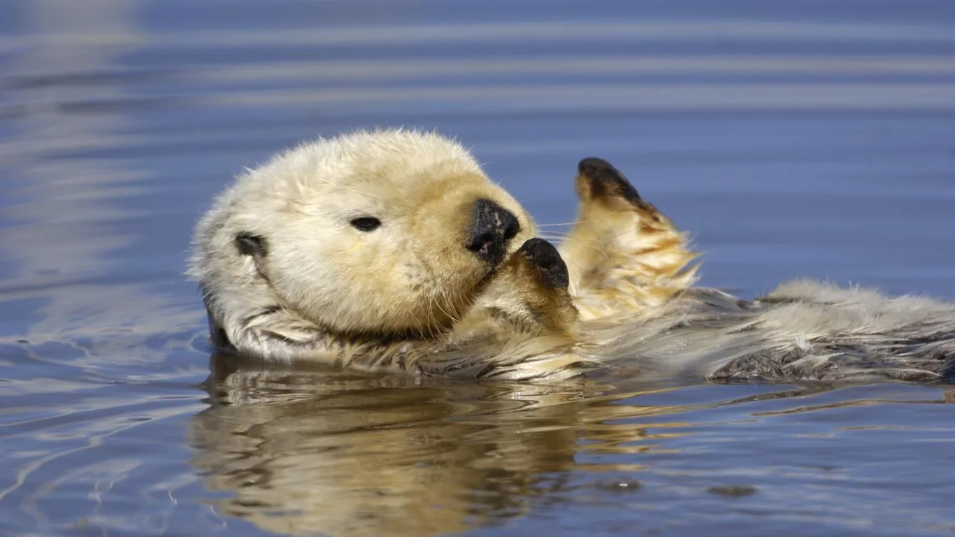Otters screenshot 3