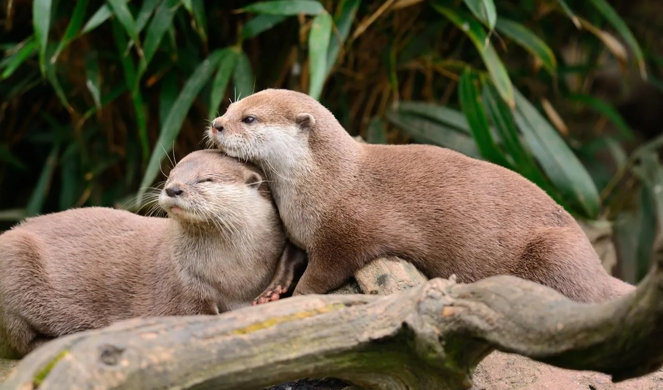 Otters screenshot 4