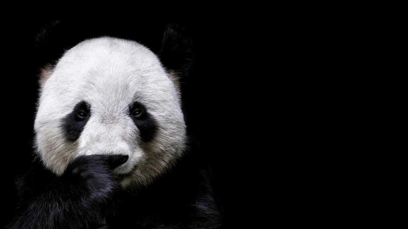 Animal Portraits screenshot 1