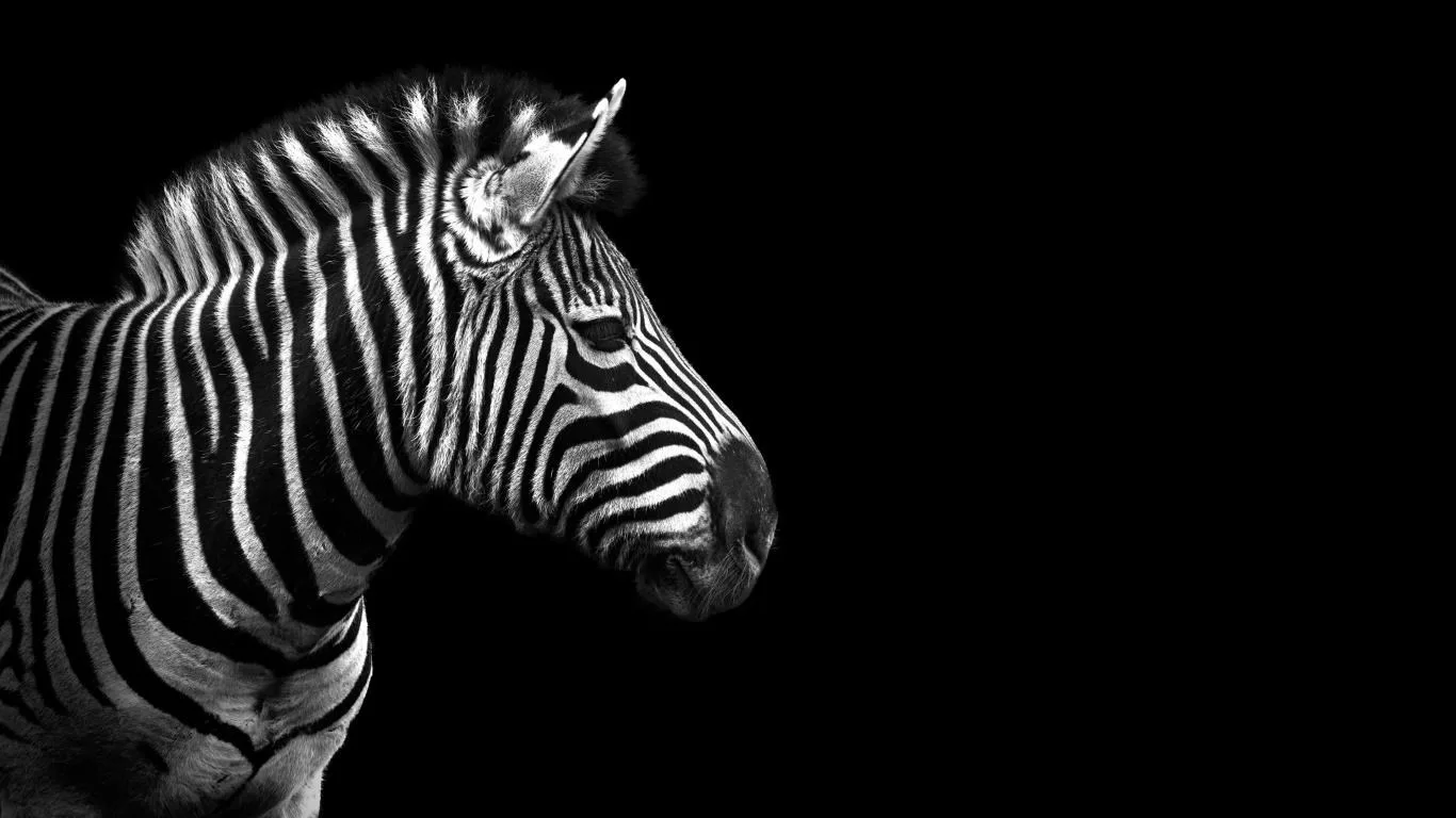 Animal Portraits screenshot 2