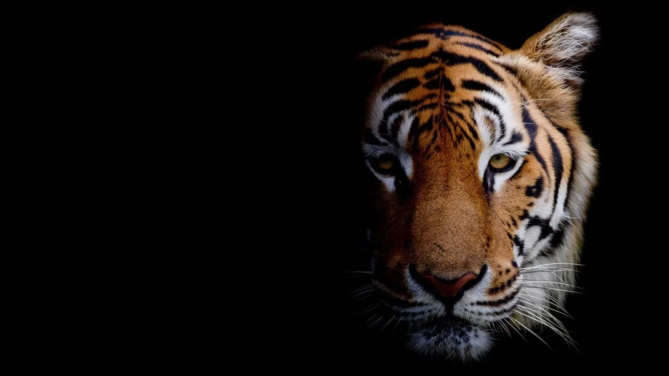Animal Portraits screenshot 3