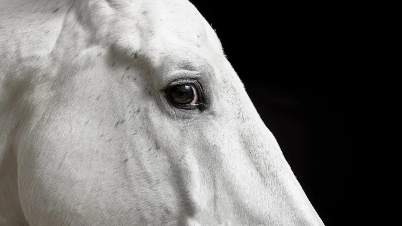 Animal Portraits screenshot 4