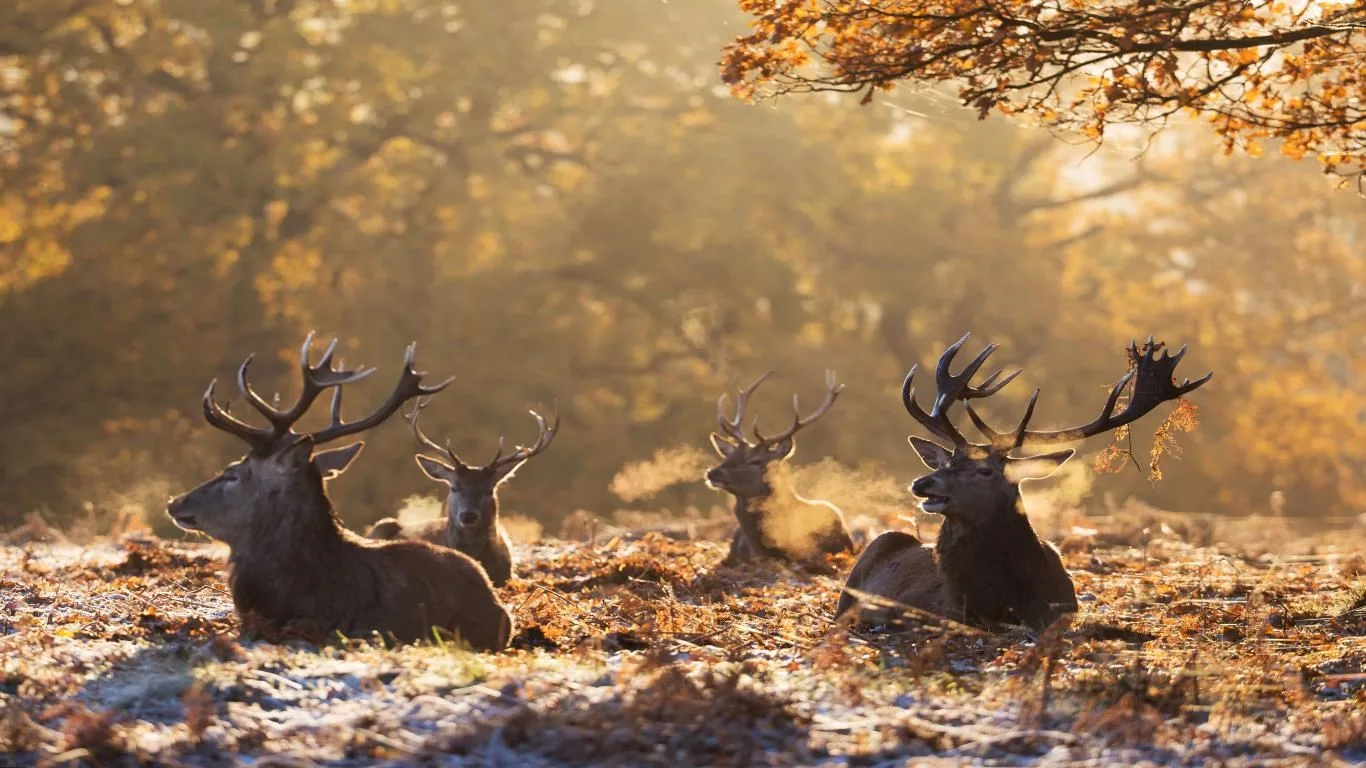 National Geographic Antlers in Autumn screenshot 1