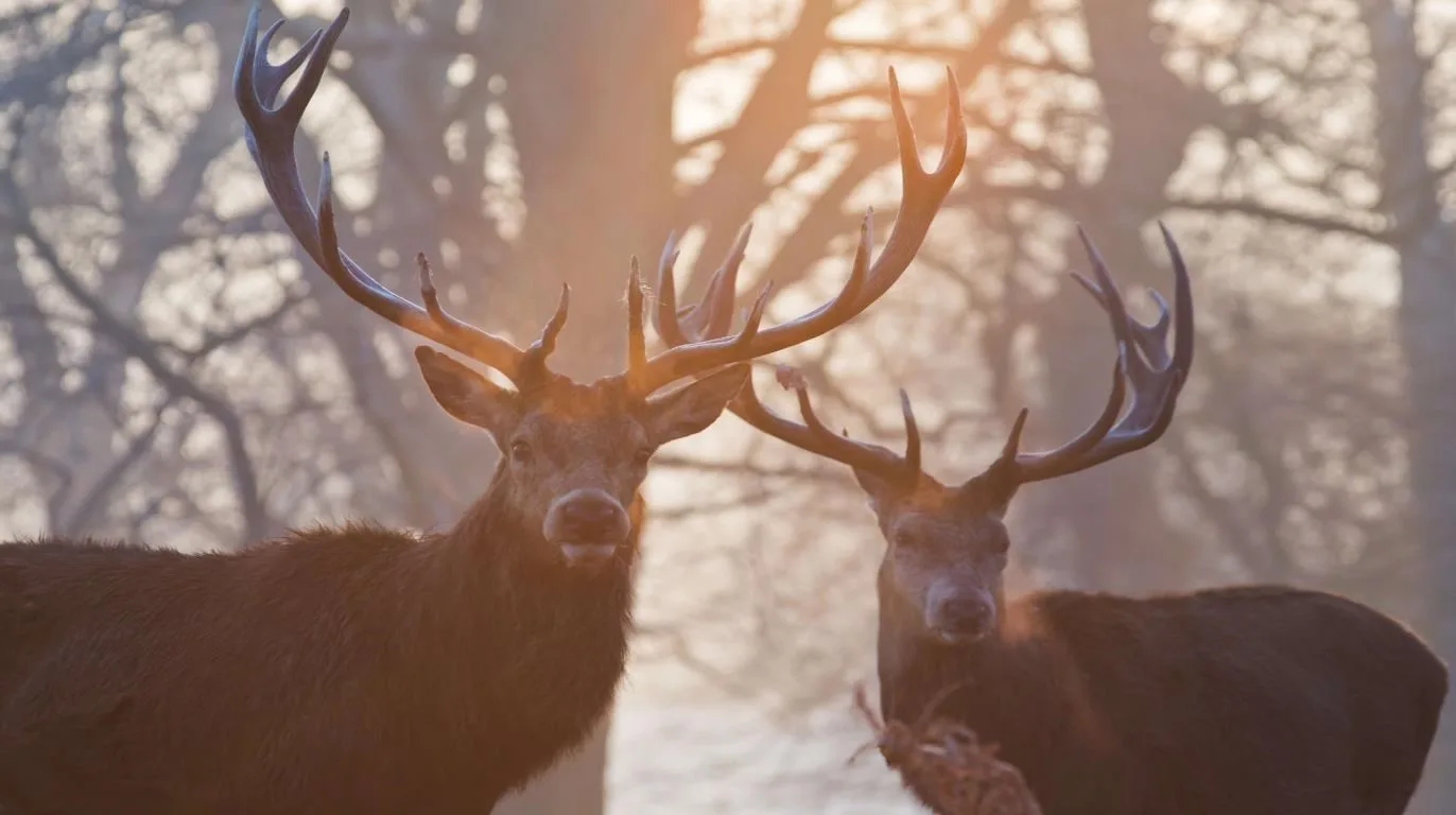 National Geographic Antlers in Autumn screenshot 2