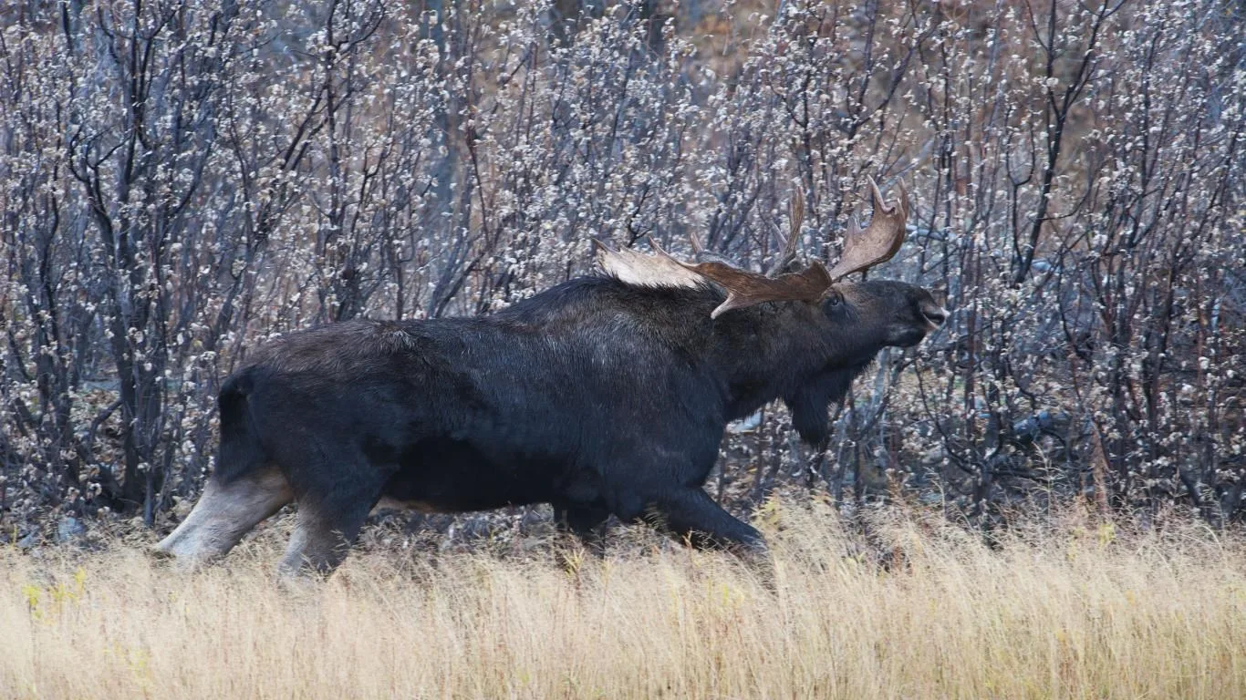 National Geographic Antlers in Autumn screenshot 3