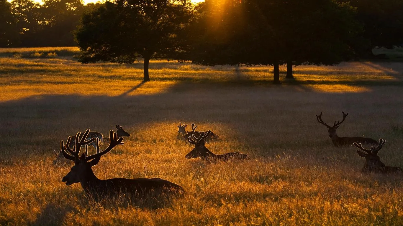National Geographic Antlers in Autumn screenshot 4