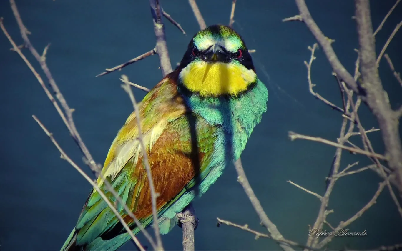 Colors of Nature by Popkov Alexandr screenshot 1