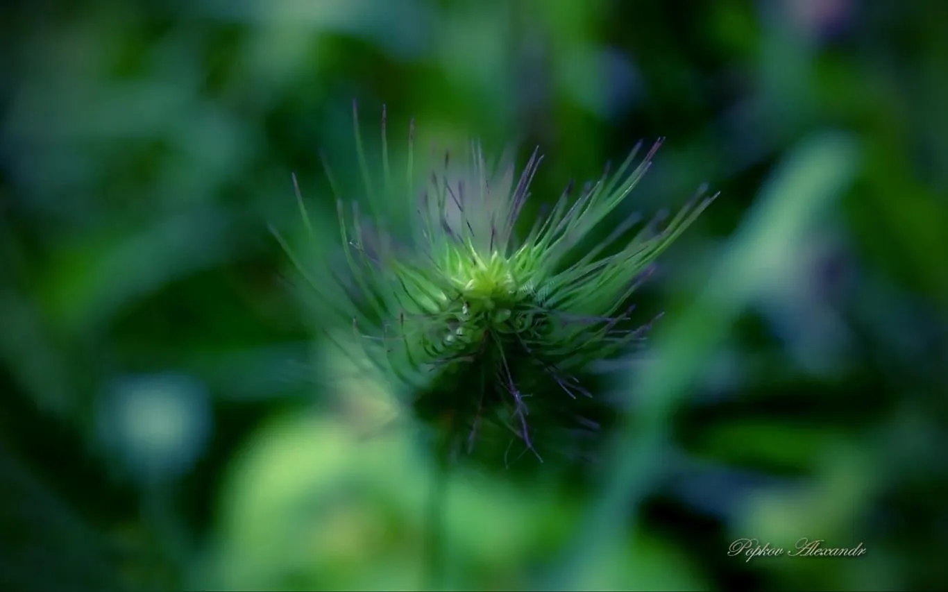 Colors of Nature by Popkov Alexandr screenshot 2