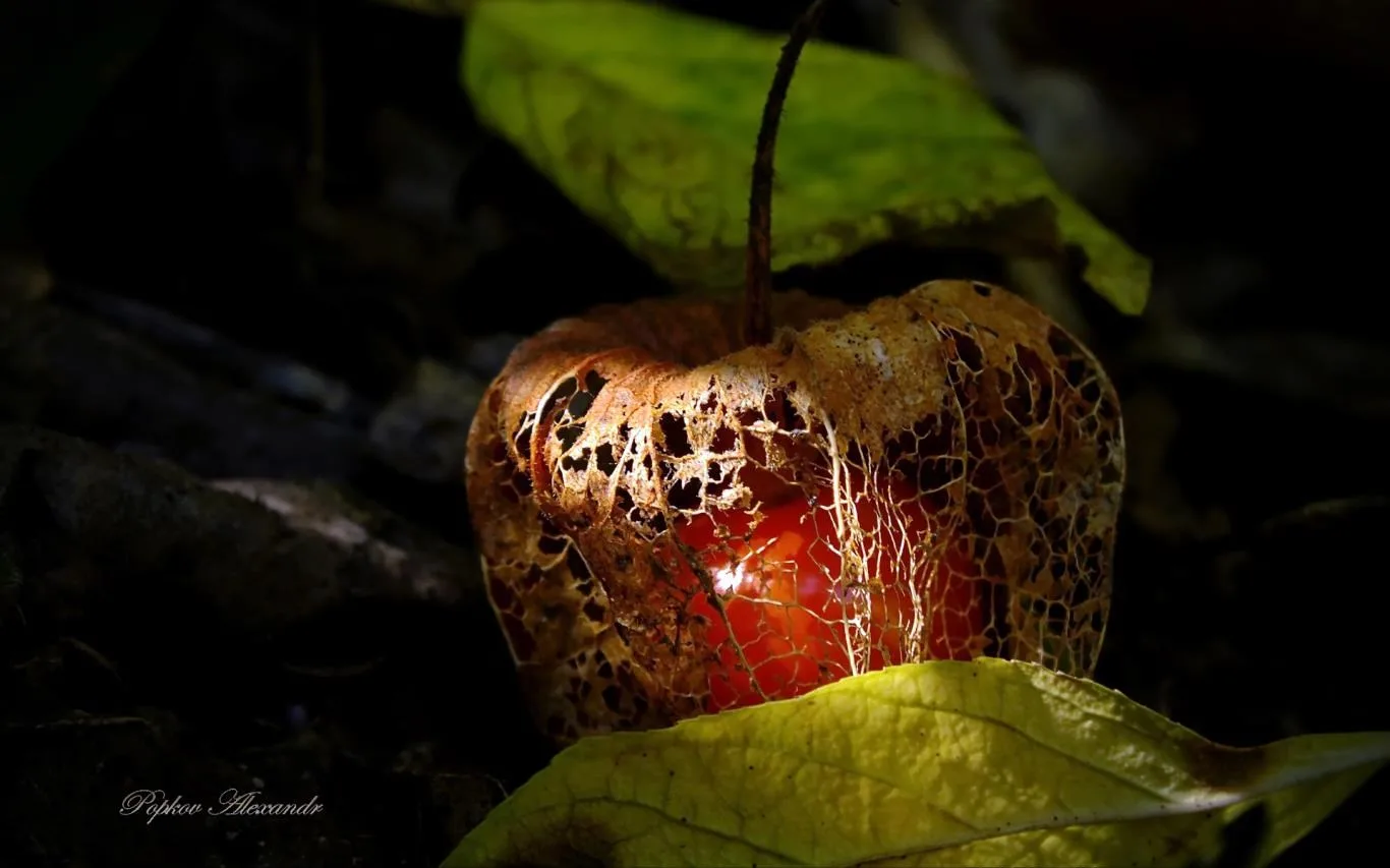 Colors of Nature by Popkov Alexandr screenshot 3