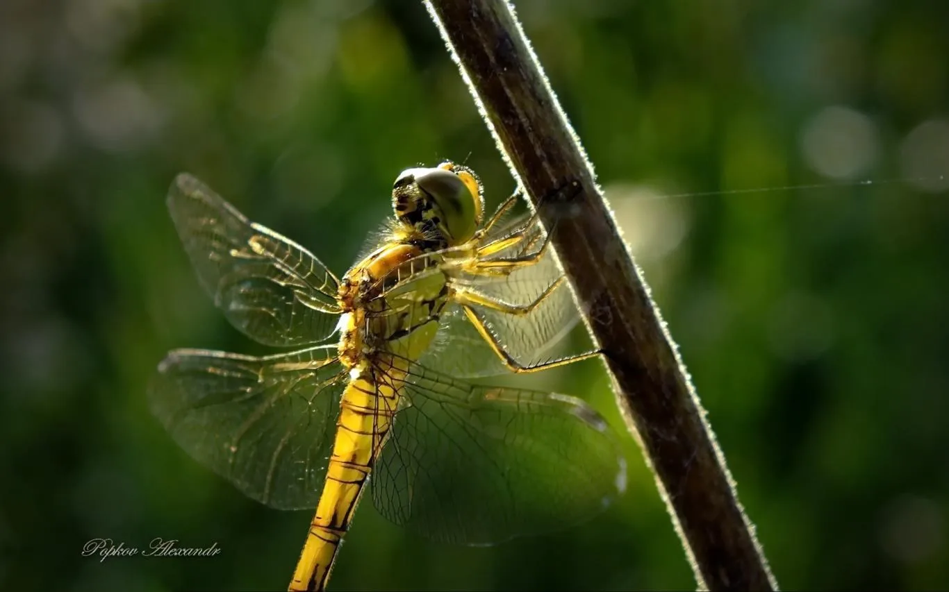 Colors of Nature by Popkov Alexandr screenshot 4