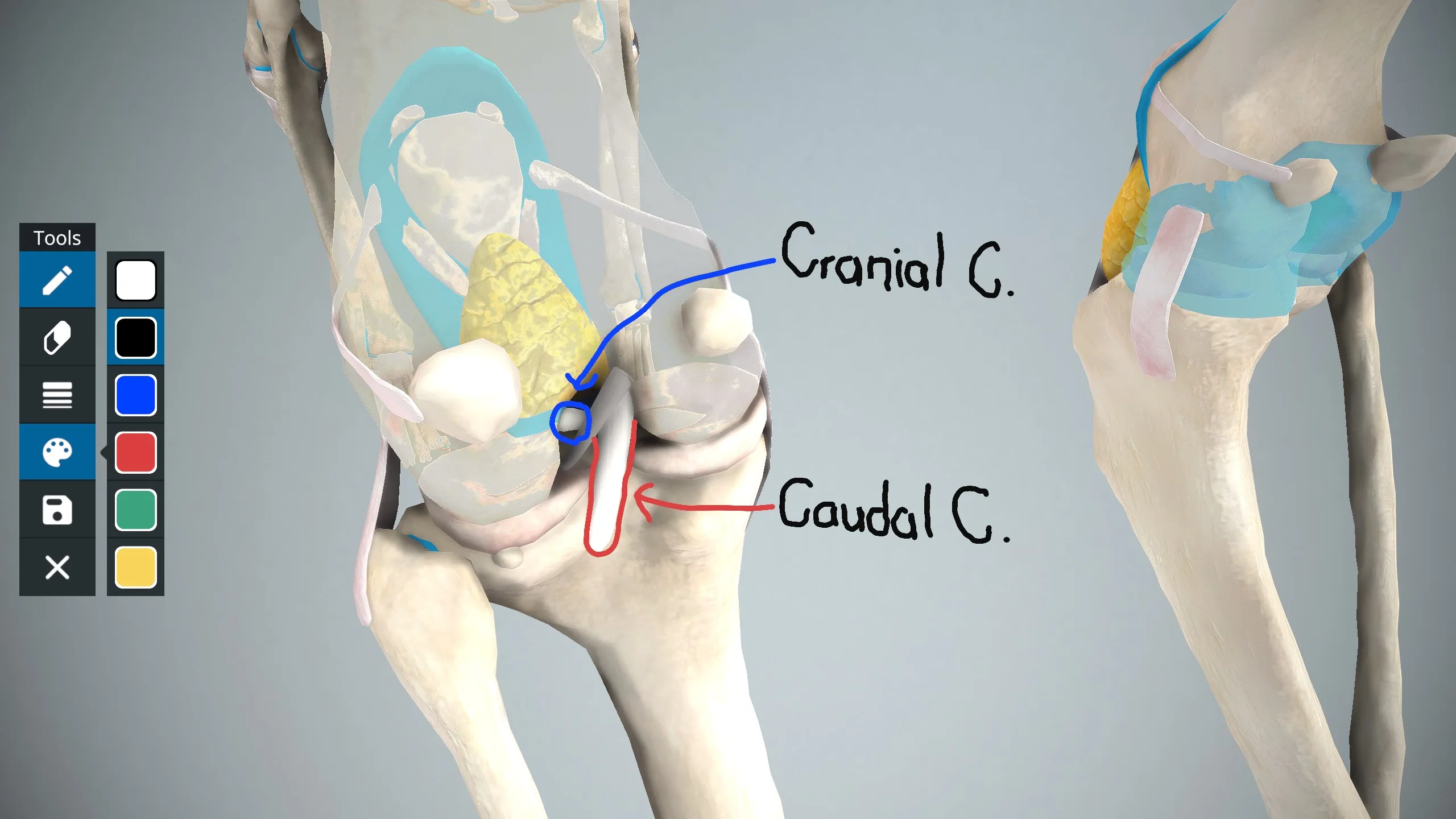 EasyAnatomy - 3D Canine Anatomy screenshot 3
