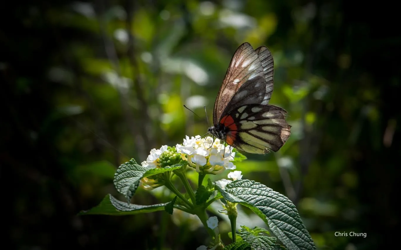 Botanical Garden by Chris Chung screenshot 1