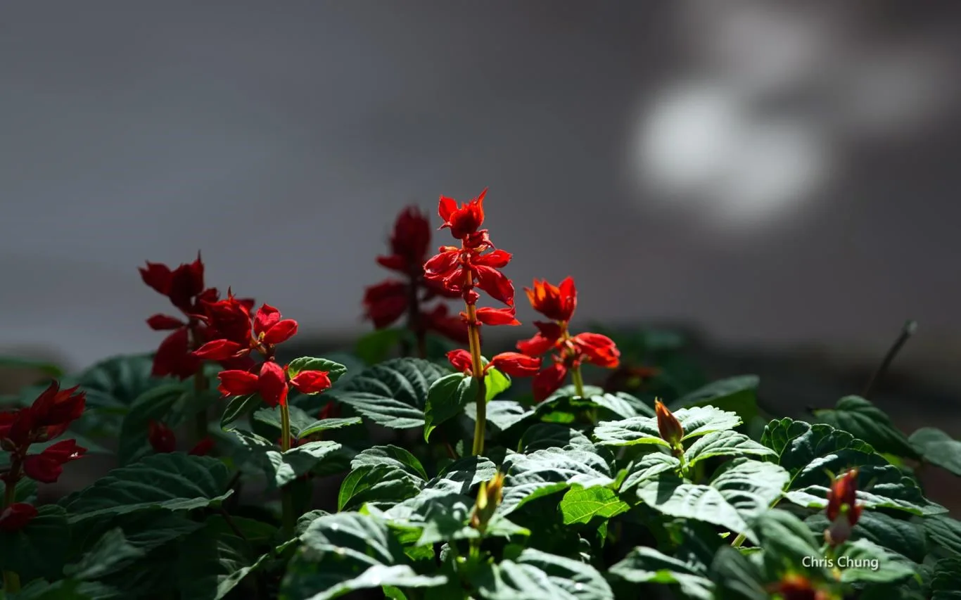 Botanical Garden by Chris Chung screenshot 4