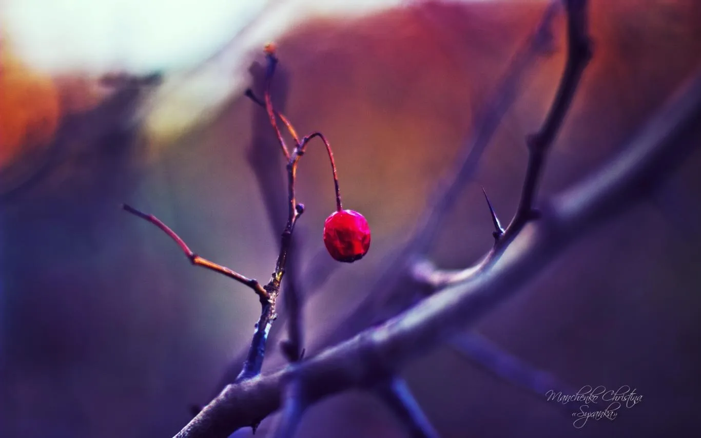 Dreamgarden by Christina Manchenko screenshot 2