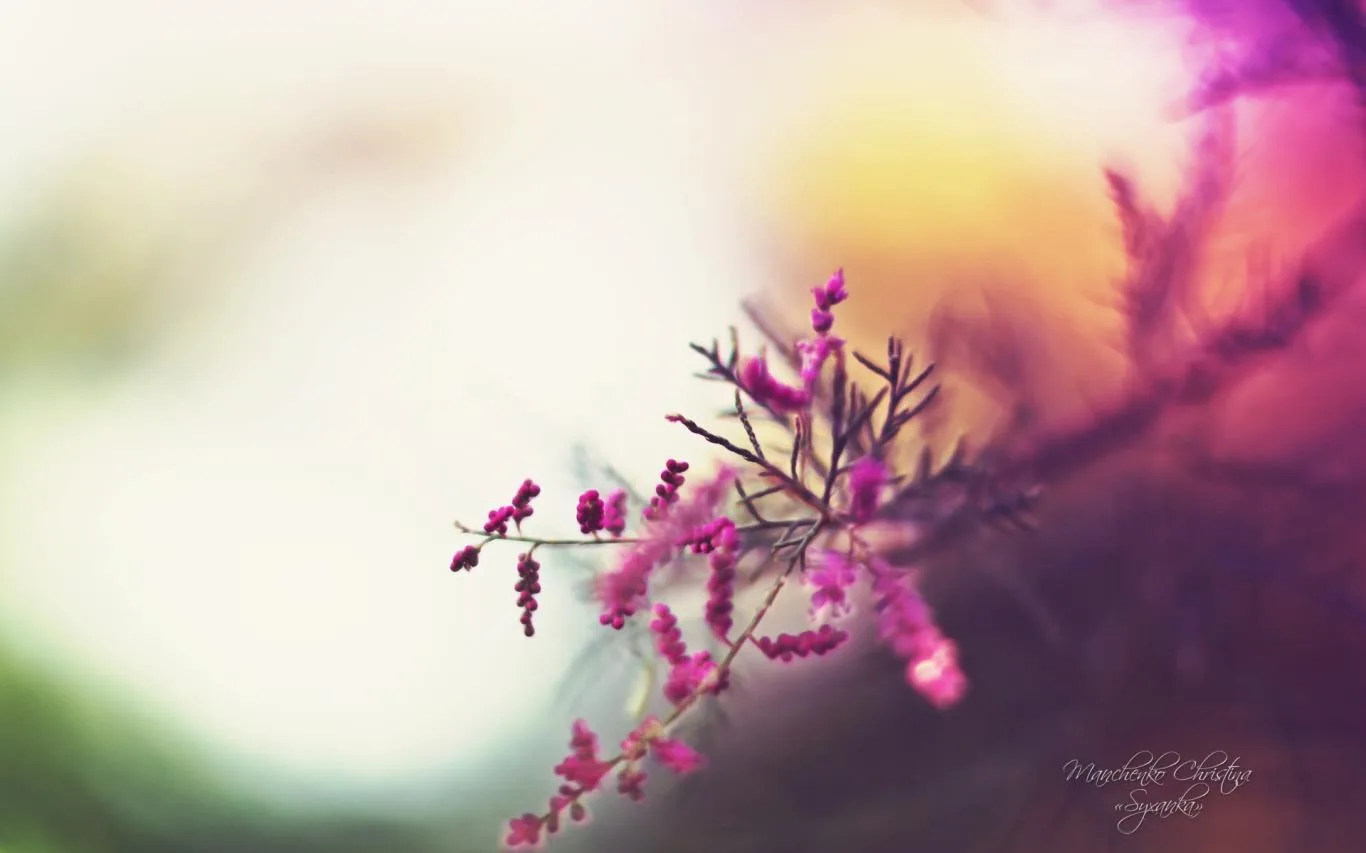 Dreamgarden by Christina Manchenko screenshot 3