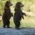 Bear Landscapes