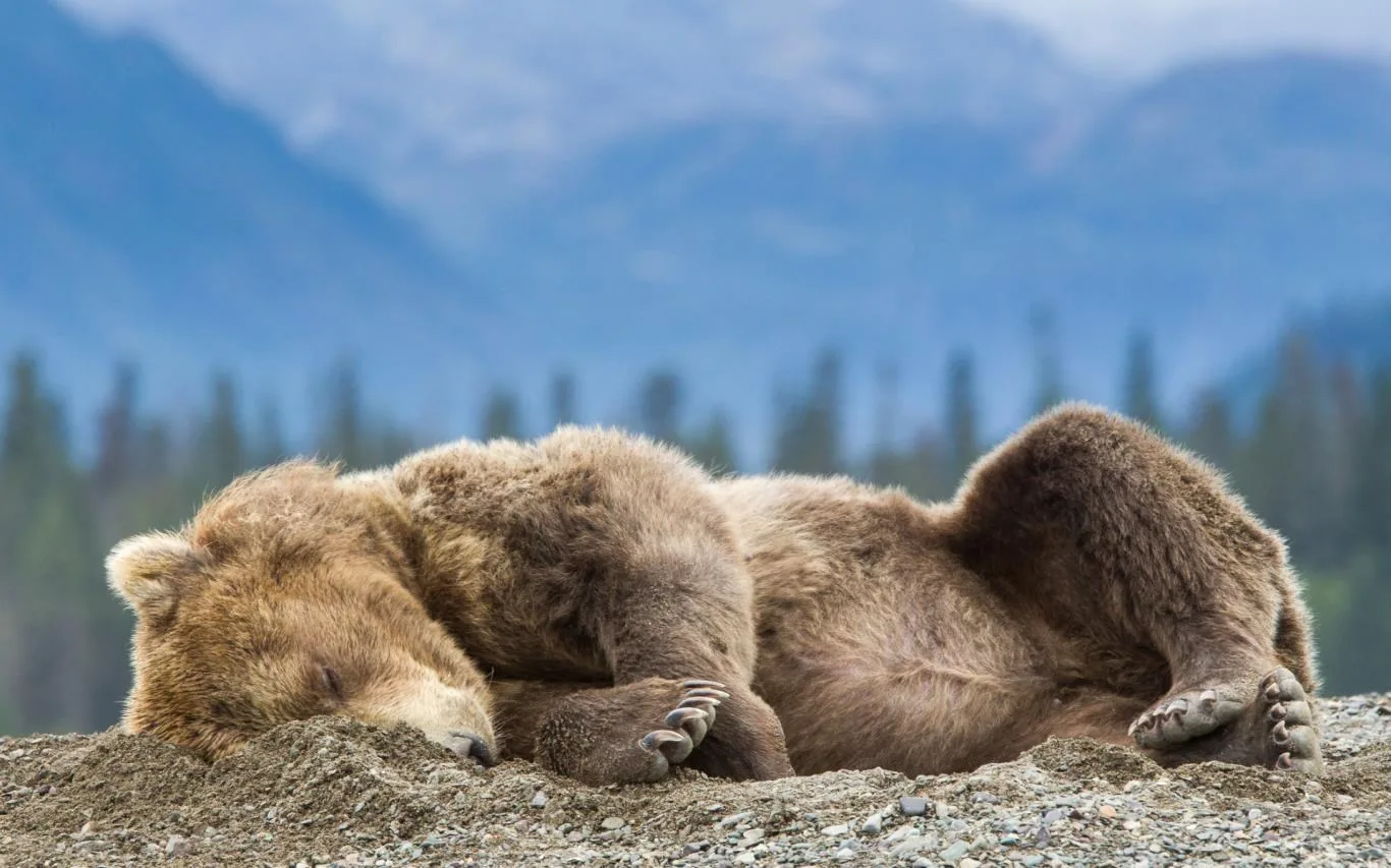 Bear Landscapes screenshot 1