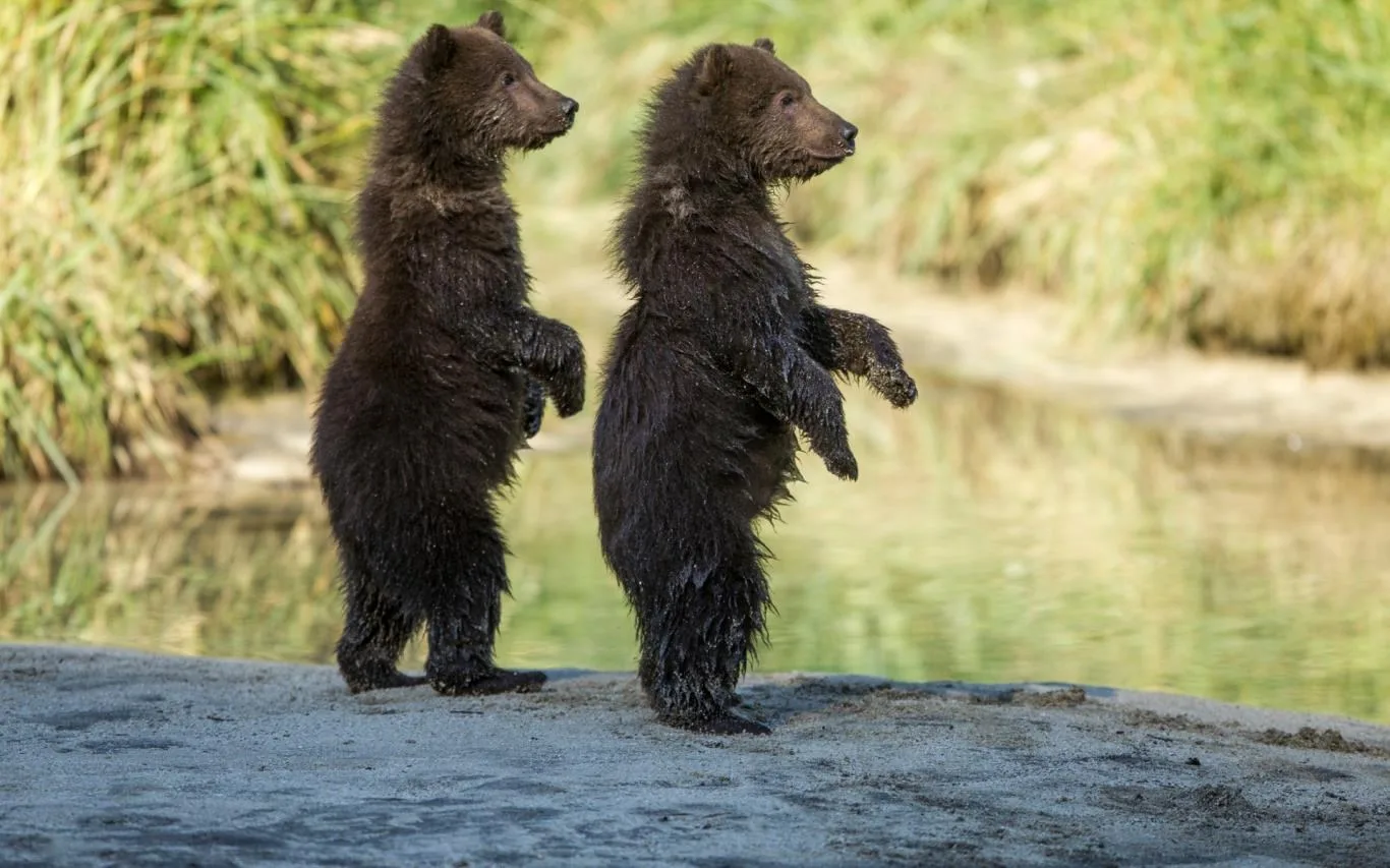 Bear Landscapes screenshot 2