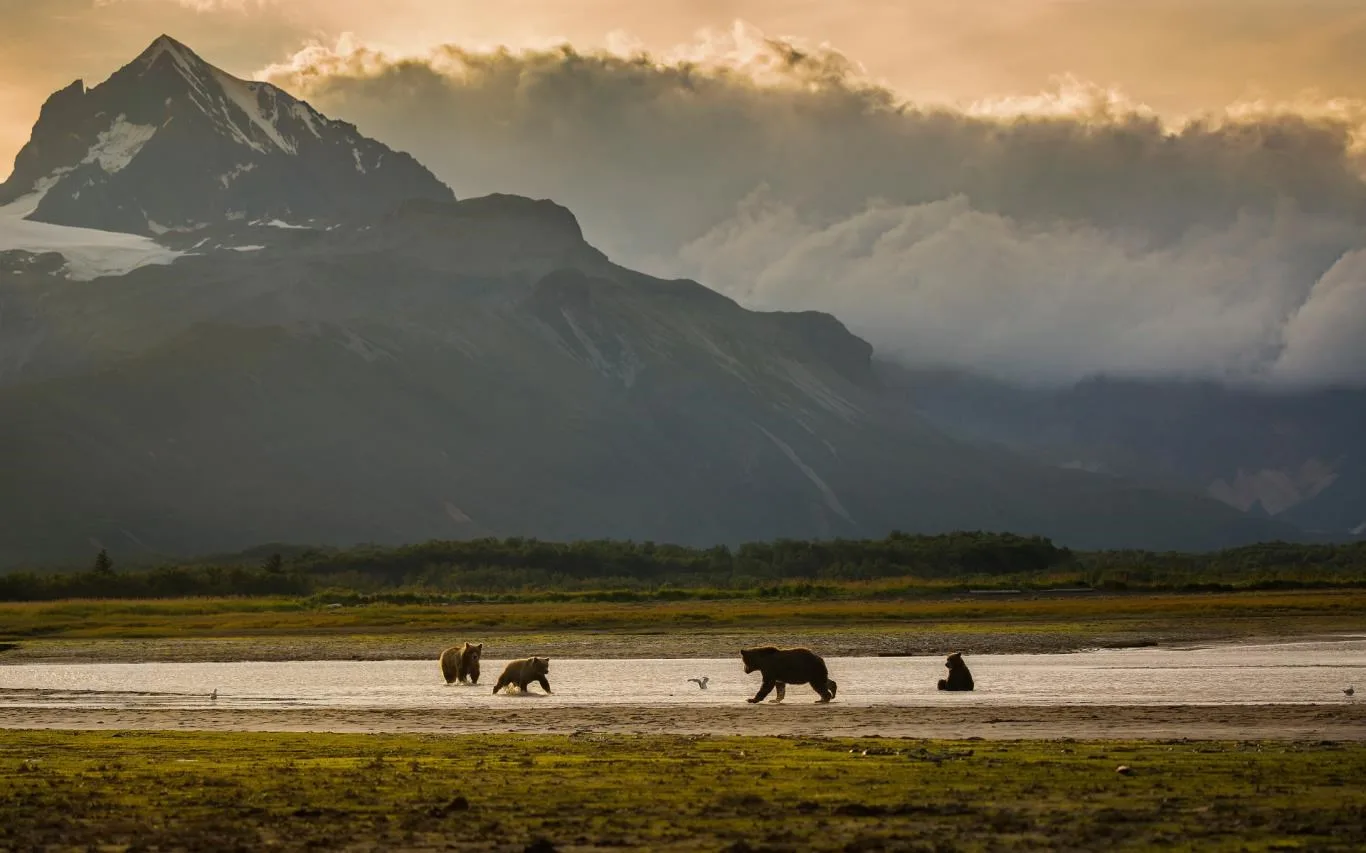 Bear Landscapes screenshot 3