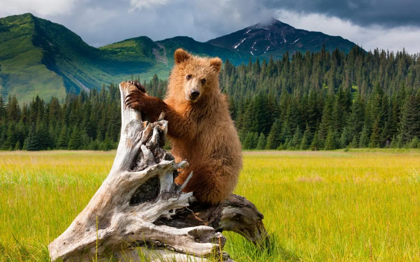 Bear Landscapes screenshot 4