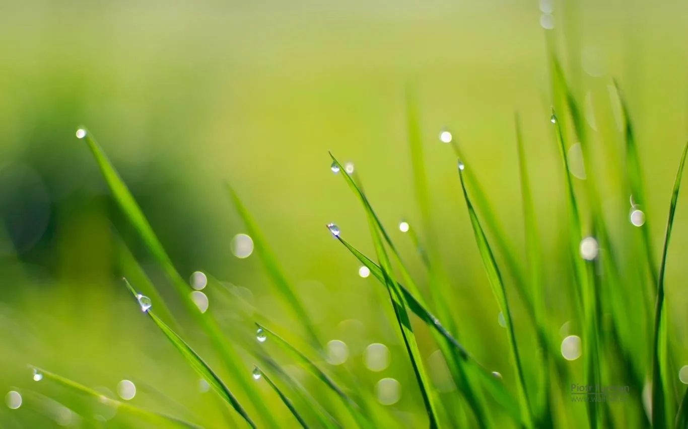 Green World by Piotr Furman screenshot 2