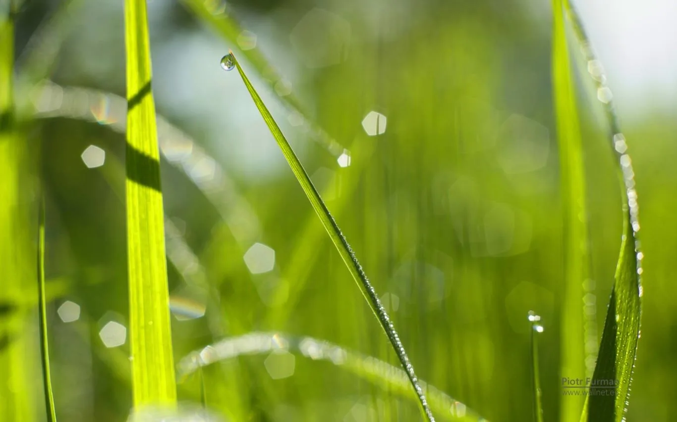 Green World by Piotr Furman screenshot 3