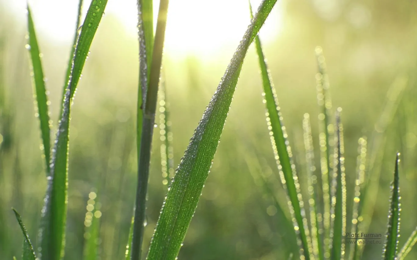 Green World by Piotr Furman screenshot 4