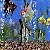 AngelFish Aquarium - Virtual Fish Tank