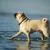 Lovable Pugs