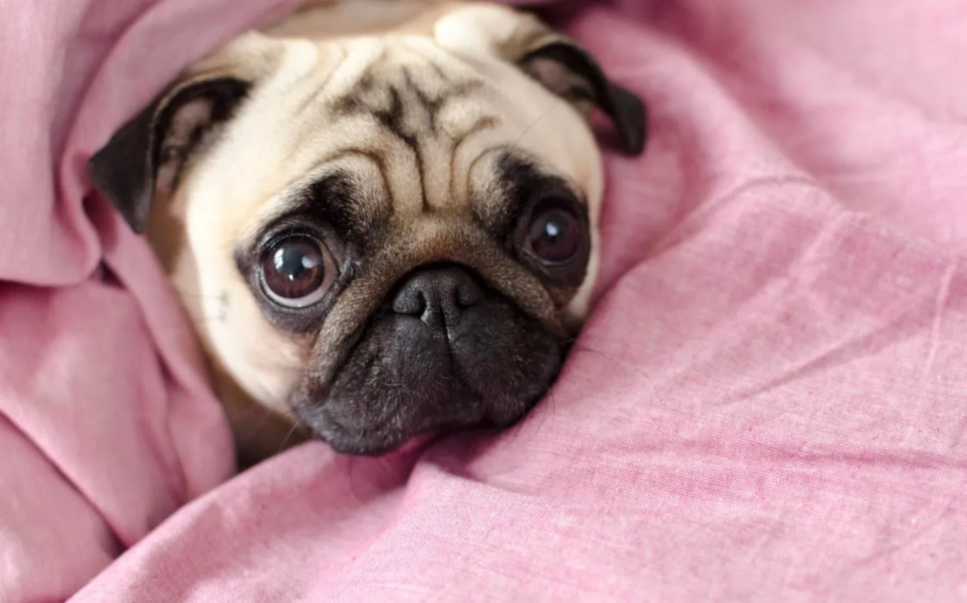 Lovable Pugs screenshot 1