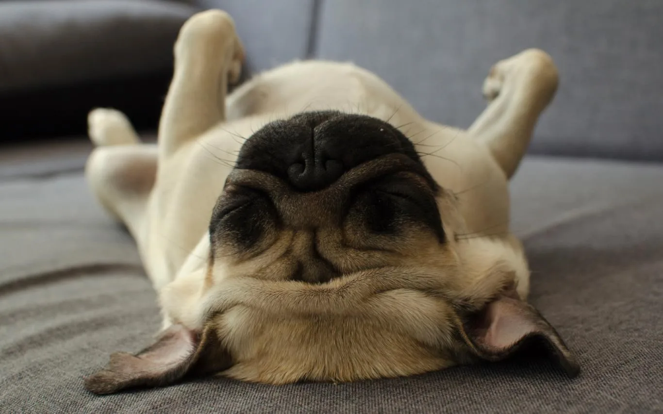 Lovable Pugs screenshot 2