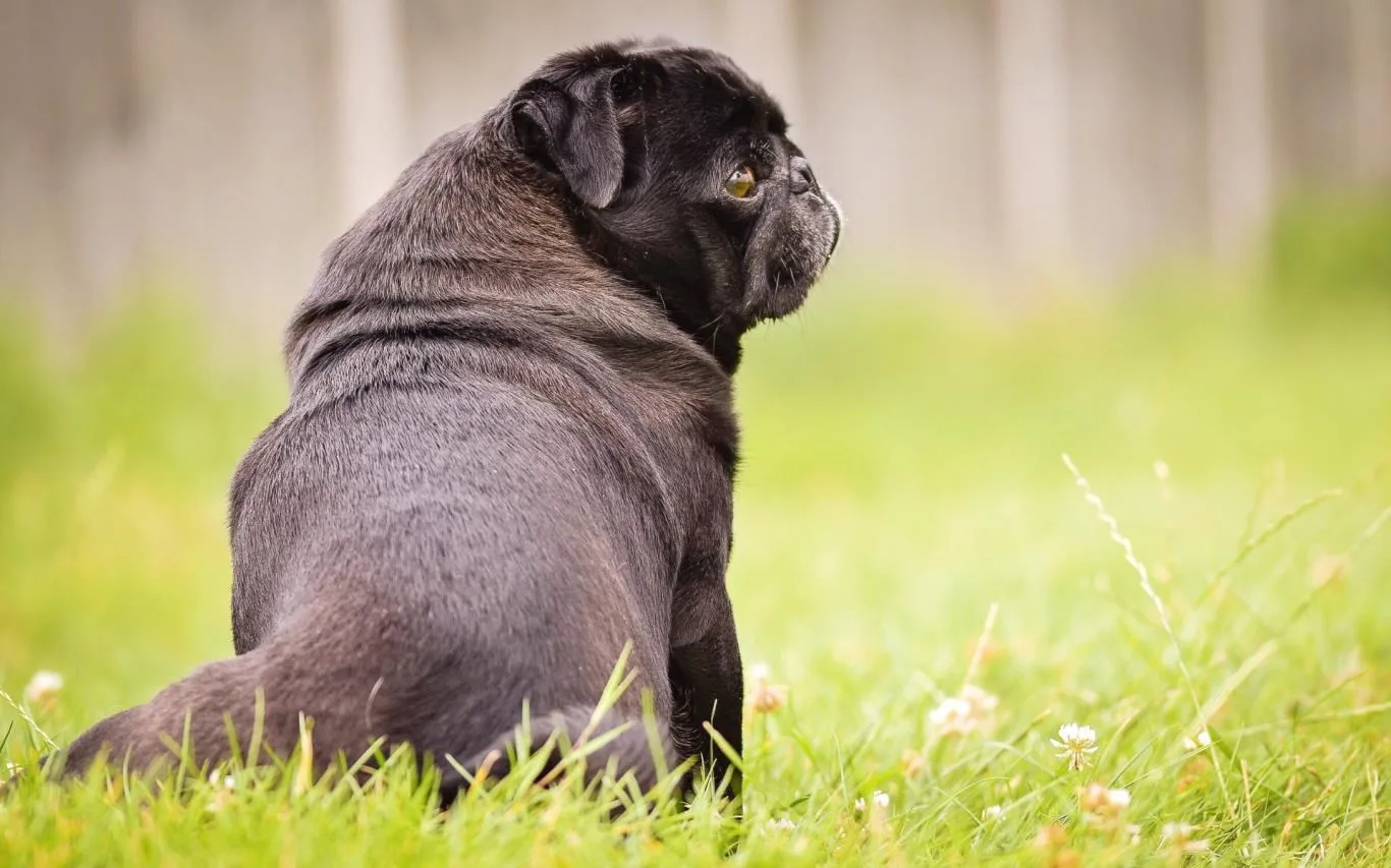 Lovable Pugs screenshot 3